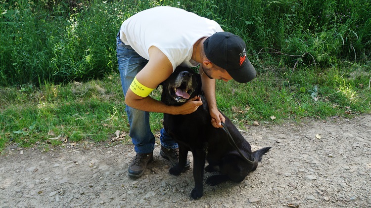 Clyde - Croisé Labrador