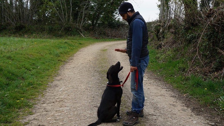 Heroes - Croisé Labrador