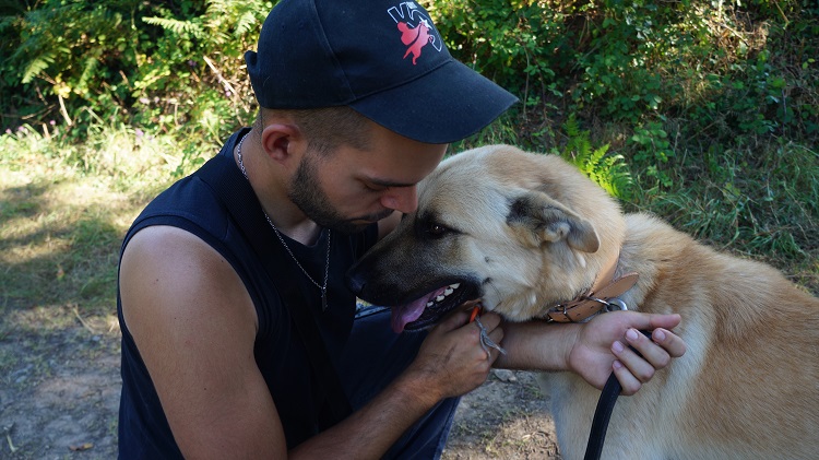 John - Croisé Malinois