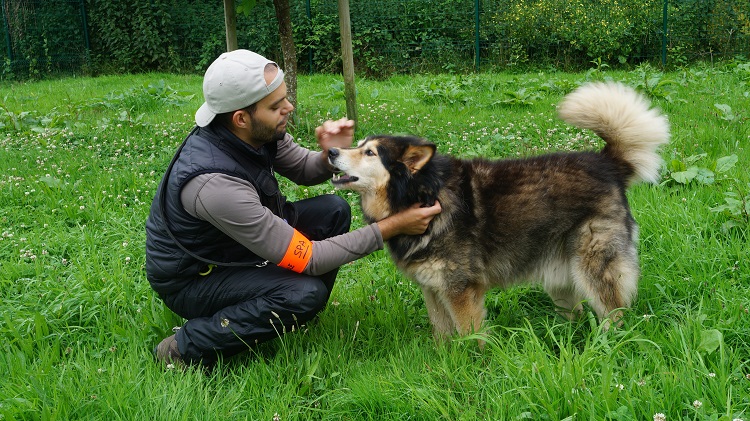 Sylver - Croisé Malamute