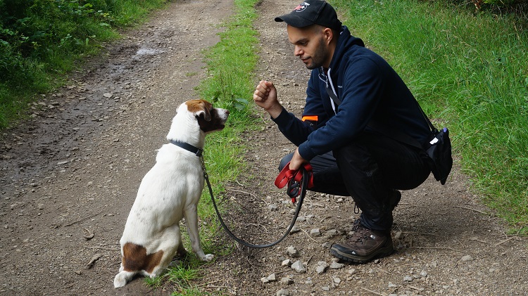 Tao - Croisé Jack Russel