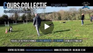 Cours collectif Spécial Berger Australien