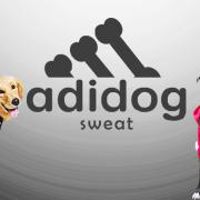 Adidas sweat