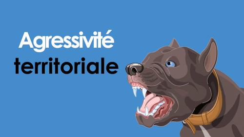 Agressivite territoriale