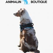 Animalin1