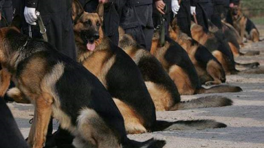 Chiens police 1