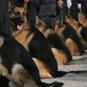 Chiens police 1