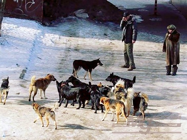 Chiens russie coupe du monde 3