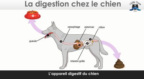 Digestion chien