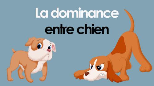 Dominance entre chiens