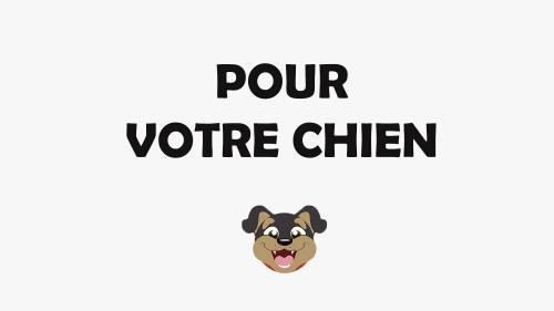 Pour votre chien