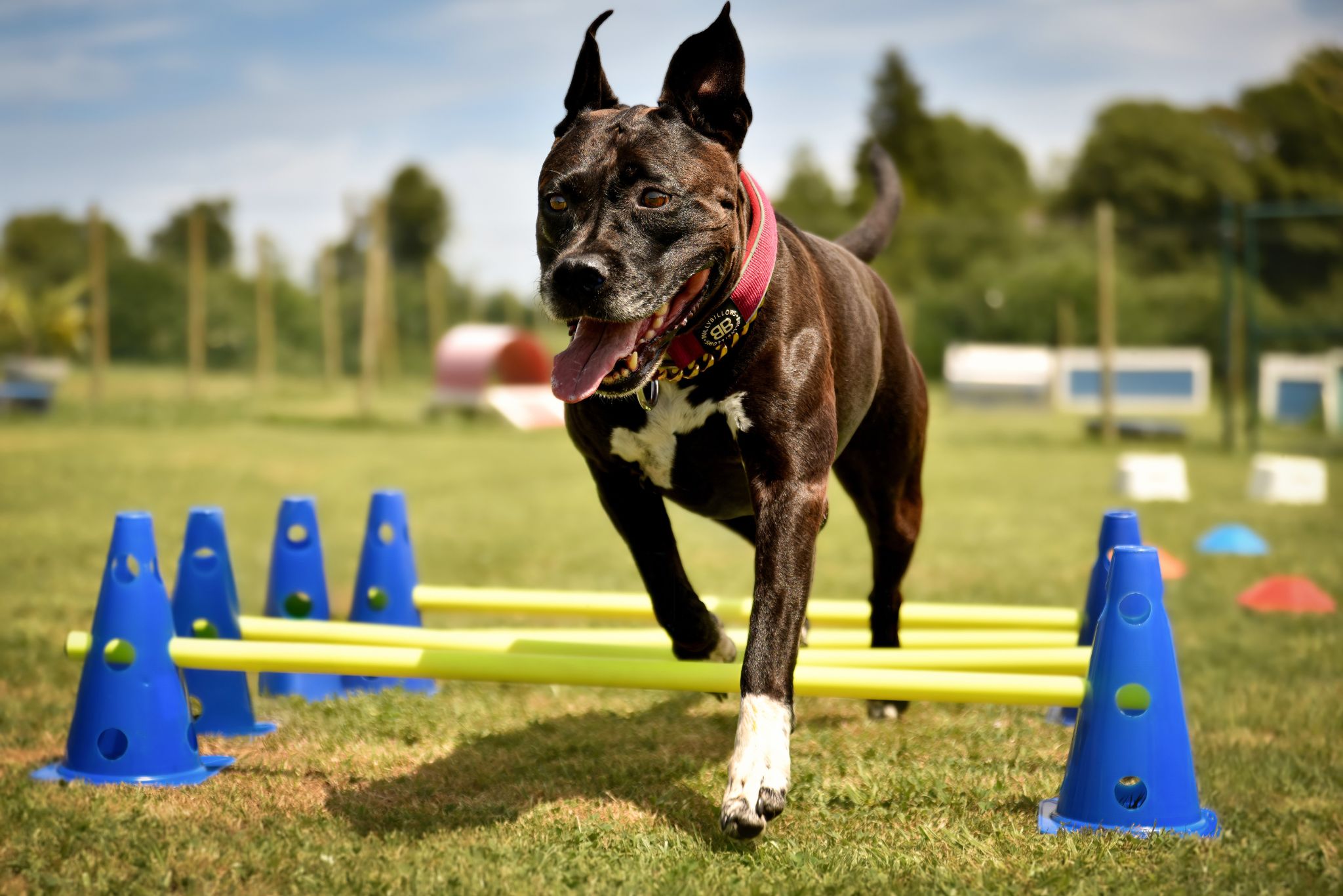 Celtic dogs Activités sportifs pour chiens