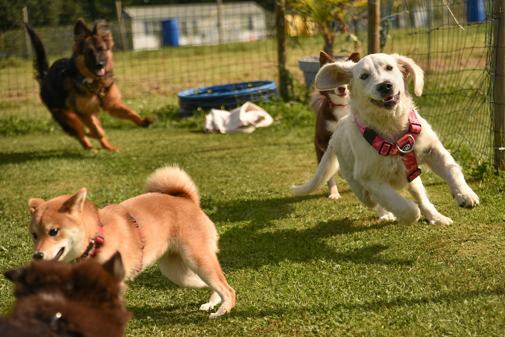 Educateur canine - école du chiot