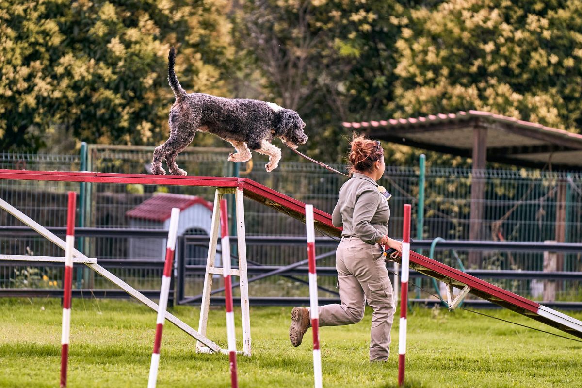 Agility_chien