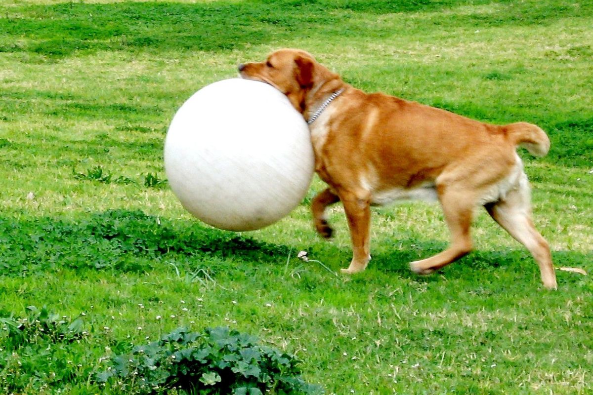 Treilbbal_activités chiens