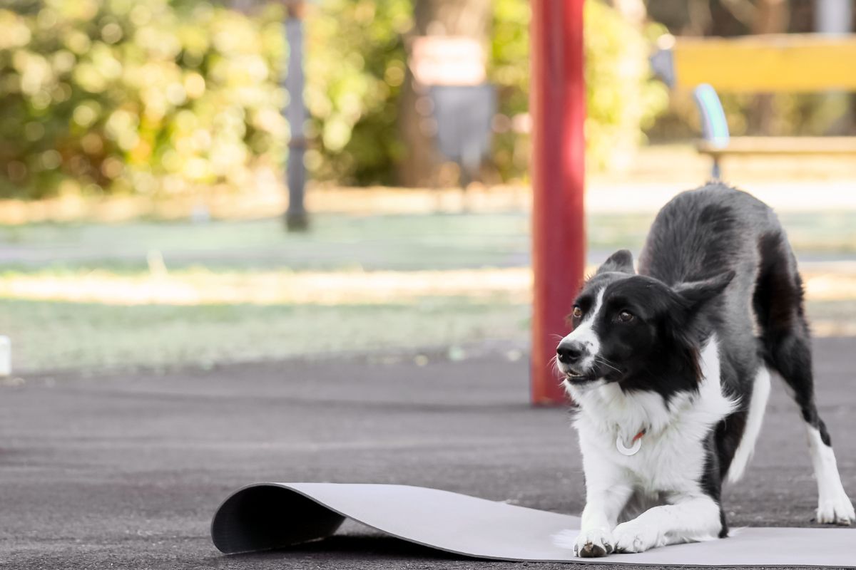 Fitness_canin(1)
