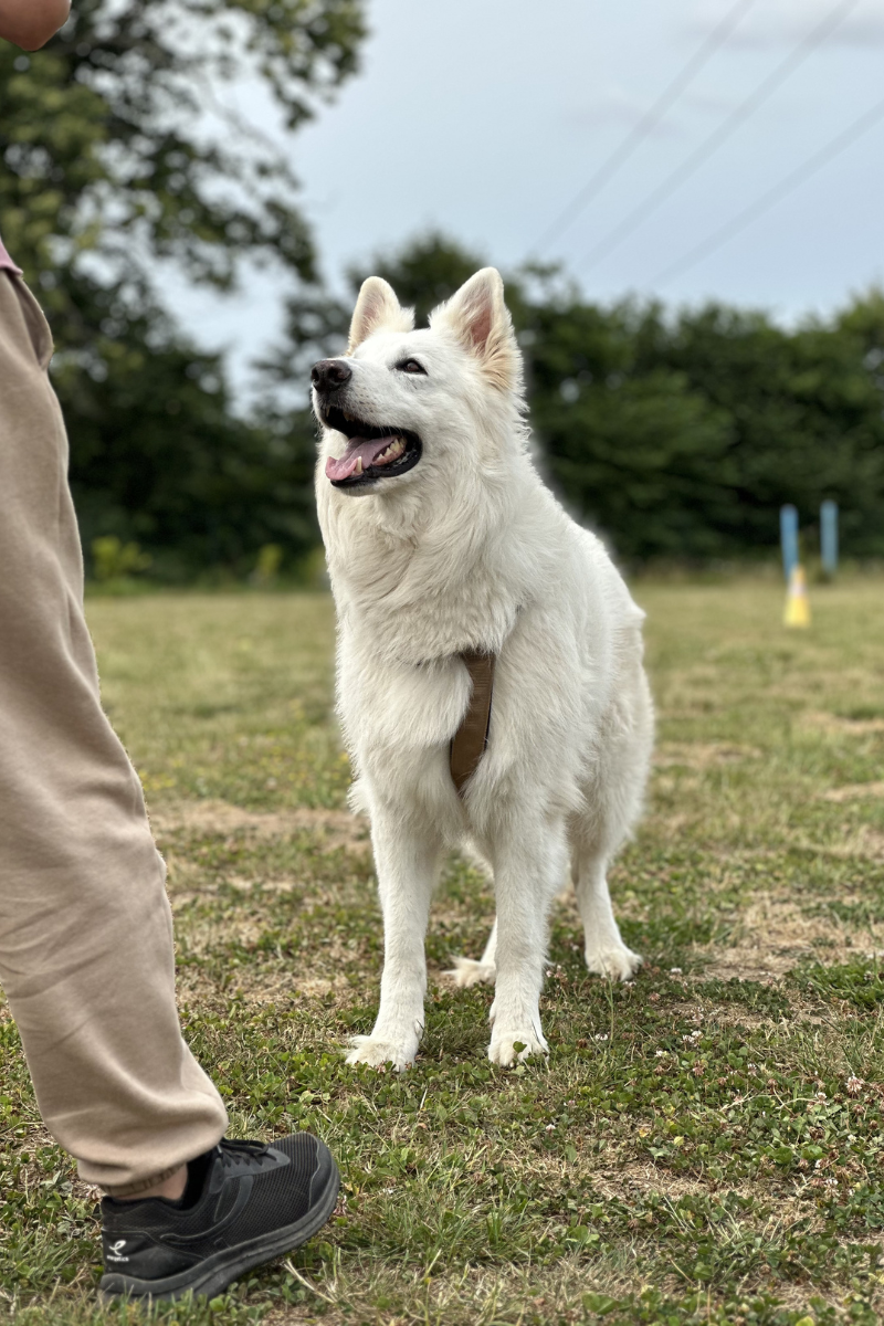 éducation canine
