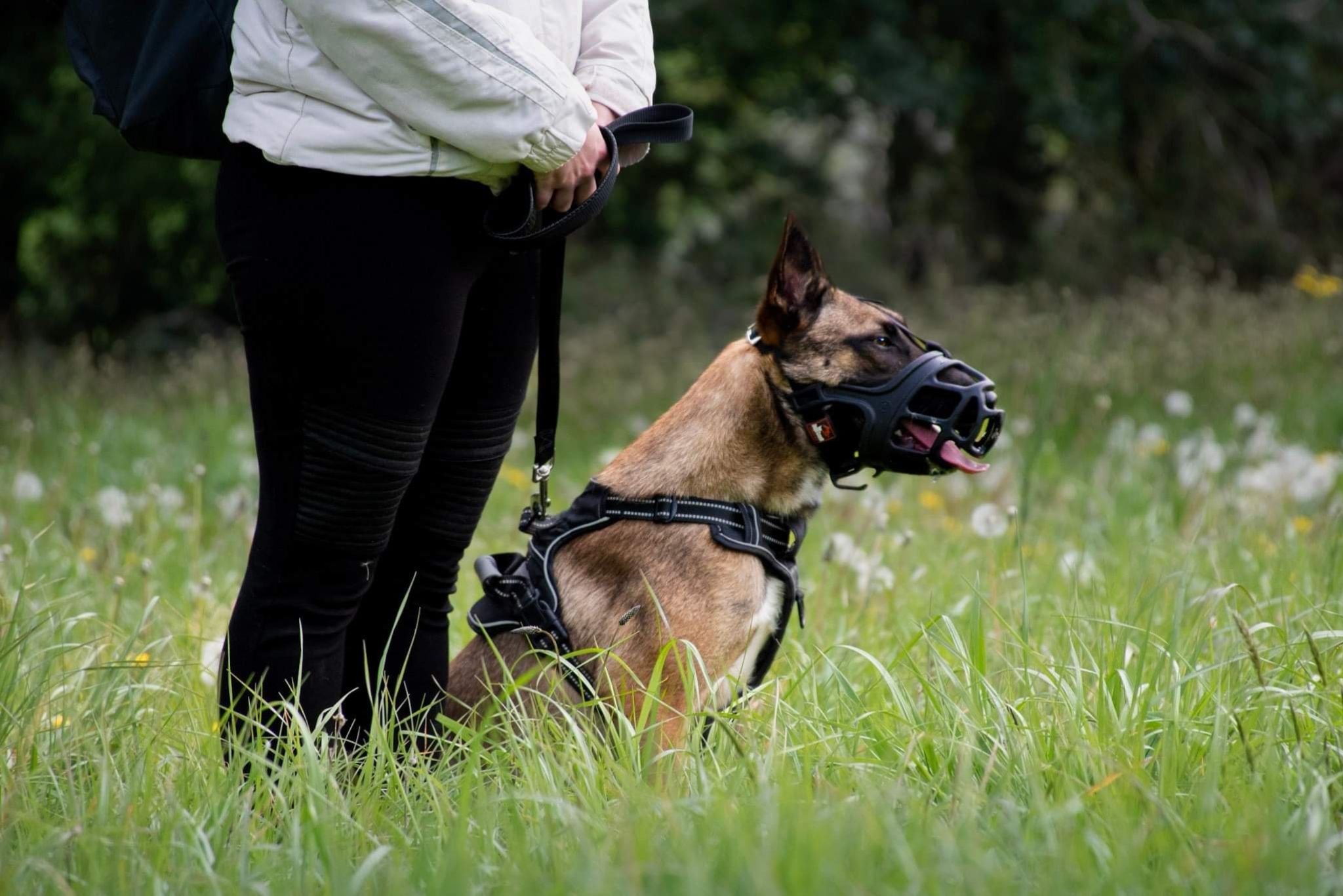 Trouble du comportement éducation canine
