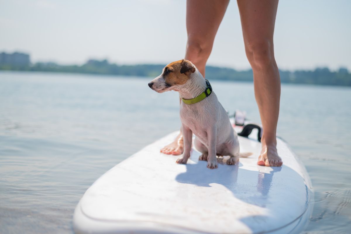 cani-paddle